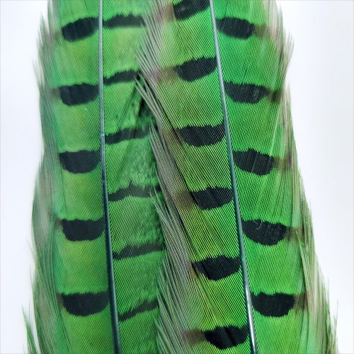 Ringneck Pheasant Tail