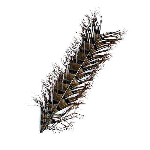 SHOR DOUBLE KNOTTED RING-NECKED PHEASANT LEGS