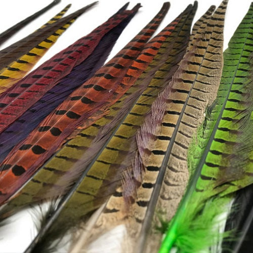 Ringneck Pheasant Tail