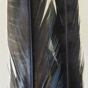 Ringneck Pheasant Tail