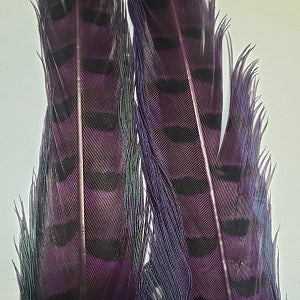Ringneck Pheasant Tail