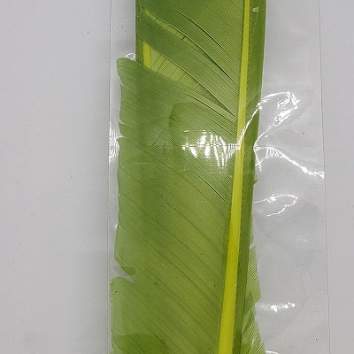 TURKEY BIOT QUILLS