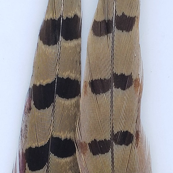Ringneck Pheasant Tail
