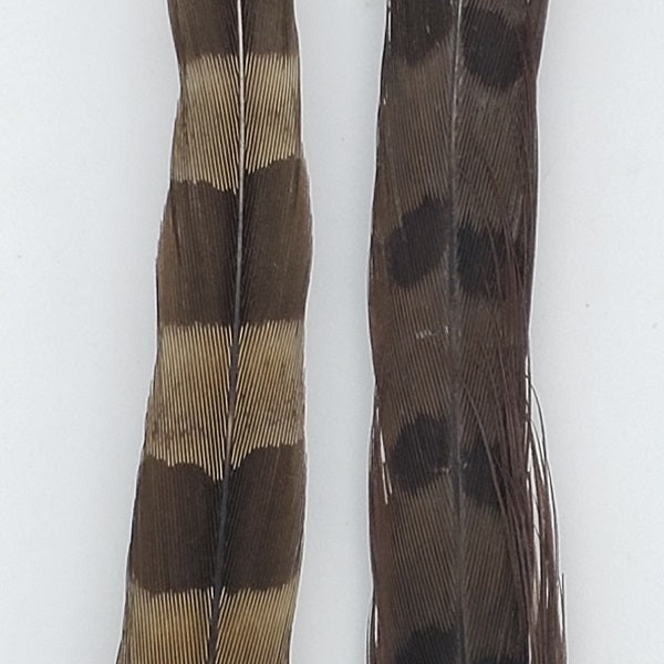 Ringneck Pheasant Tail