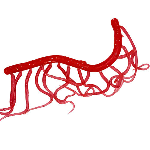 MINI SQUIGGLE WORMS