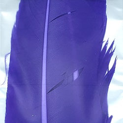 SHOR - TURKEY QUILLS