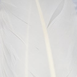 SHOR - TURKEY QUILLS