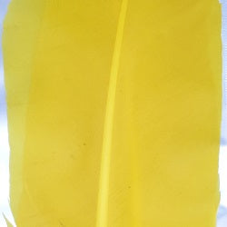 SHOR - TURKEY QUILLS