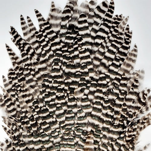 SHOR - GENETIC HEN SADDLE
