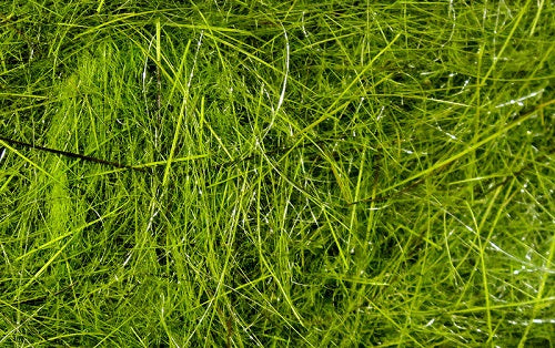 HARELINE - HARE'S EAR PLUS