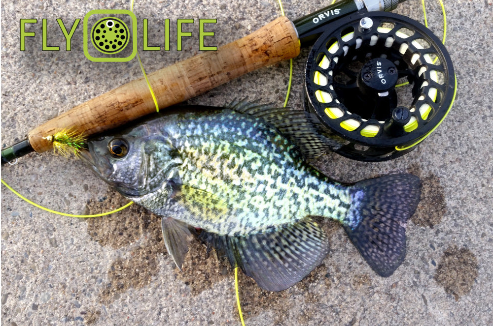 Crappie.... The next big fly rod fish?
