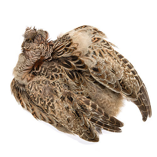 WAPSI - RINGNECK PHEASANT SKIN NATURAL HEN