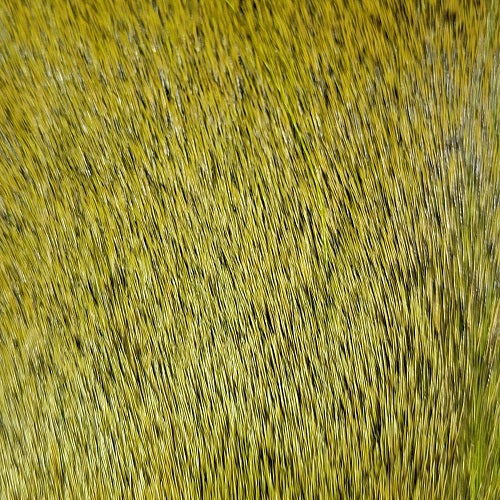 SHOR - DEER BODY STRIP
