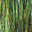 HEDRON - MAGNUM FLASHABOU HOLOGRAPHIC