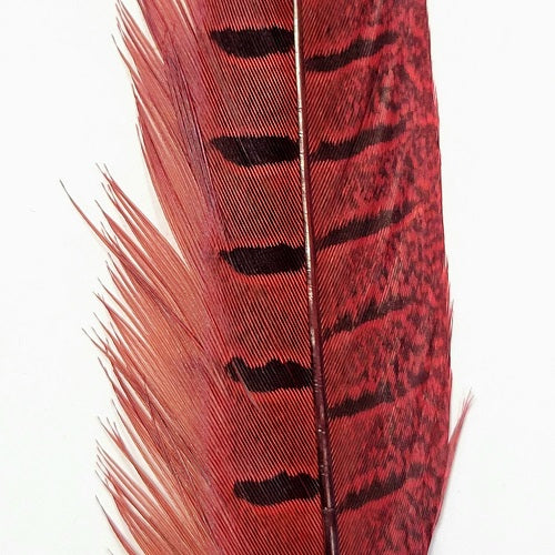 WAPSI - RINGNECK PHEASANT TAIL