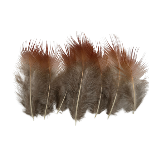 SHOR - GOLDEN PHEASANT RED FEATHERS