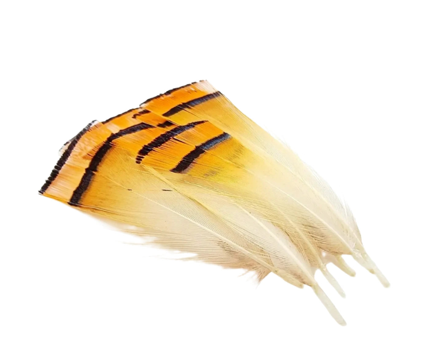 KINDALE - GOLDEN PHEASANT TIPPET