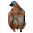 WAPSI - RINGNECK PHEASANT SKIN NATURAL COCK