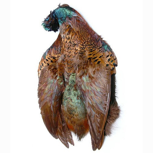 WAPSI - RINGNECK PHEASANT SKIN NATURAL COCK