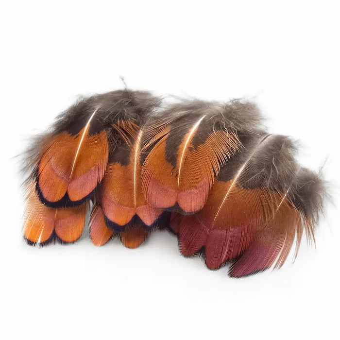 KINDALE  - COCK PHEASANT BROWN NECK FEATHERS