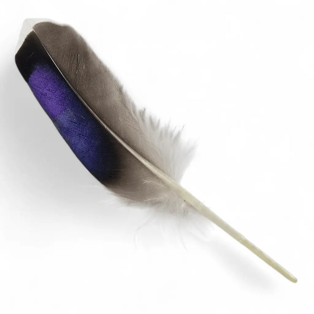 KINDALE - MALLARD BLUE WING QUILLS