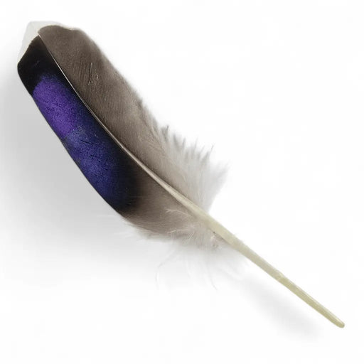 KINDALE - MALLARD BLUE WING QUILLS