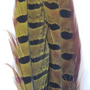 Ringneck Pheasant Tail