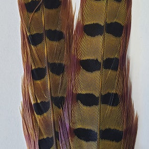 Ringneck Pheasant Tail