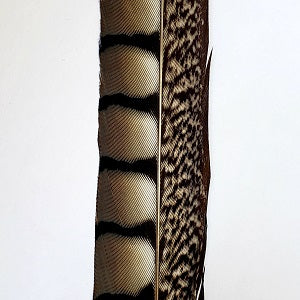 LADY AMHERST TAIL