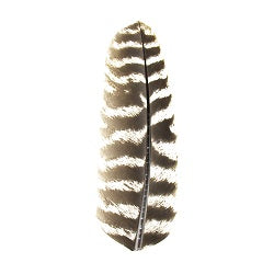 SHOR - TURKEY QUILLS BROWN AND WHITE